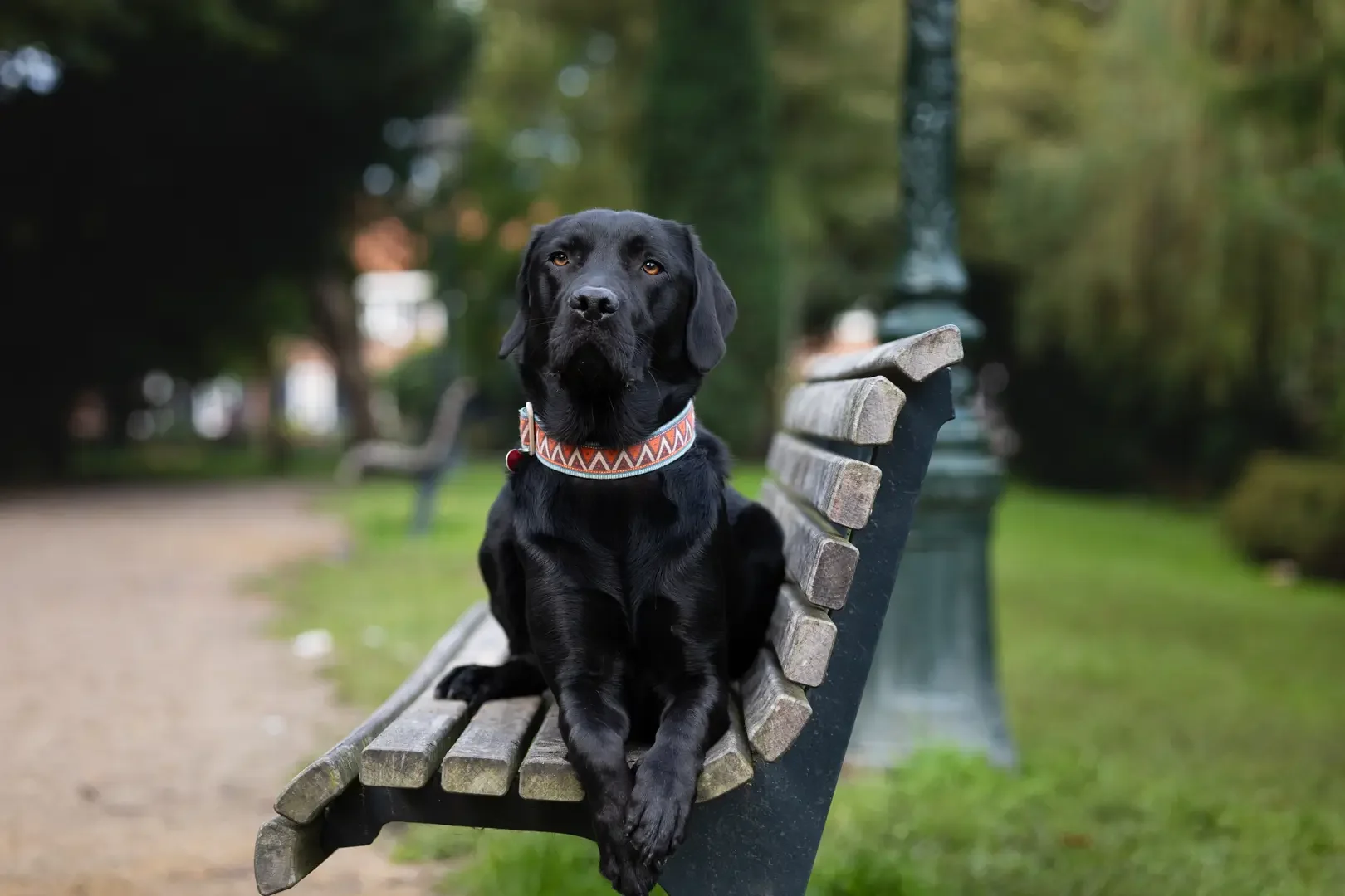 Hondenfotoshoot