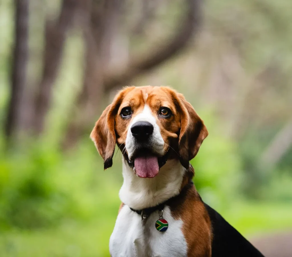 Review beagle