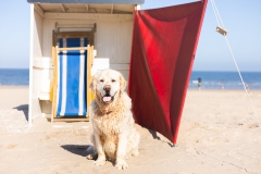 Honden fotoshoot strand