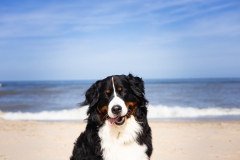 Katwijk honden fotoshoot