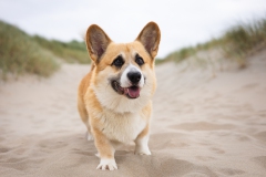 Corgi strand honden fotoshoot