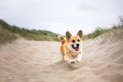 Corgi honden fotoshoot