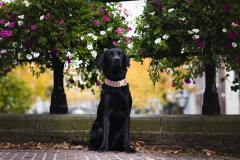 labrador fotoshoot Leiden