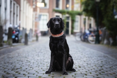 Honden fotoshoot Leiden centrum