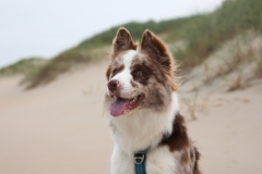 Portret foto Tails at the beach