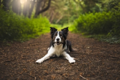 honden fotoshoot in het bos