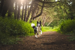 Honden fotoshoot actie