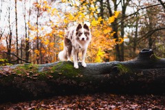 Herfst shoot hond