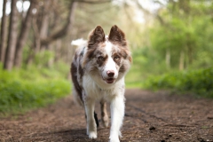 actie foto pakket Tails at the forest 