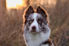 honden fotoshoot portretfoto