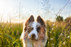 Close up portretfoto hond