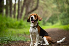 Honden portret honden fotografie