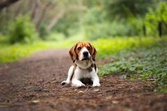 Beagle fotoshoot Katwijk