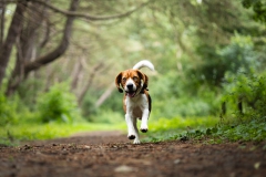 Honden fotoshoot actie Panbos