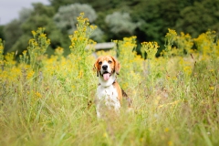 Honden fotografie bos