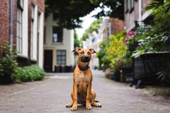 Stad honden fotoshoot