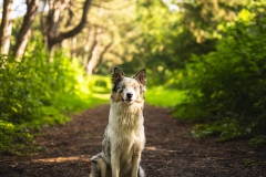 bordercollie  honden fotoshoot