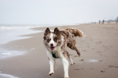 honden actie fotografie