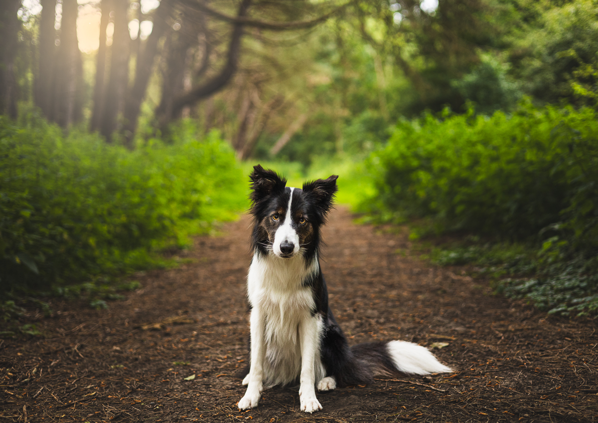 Honden fotoshoot Zuid-Holland