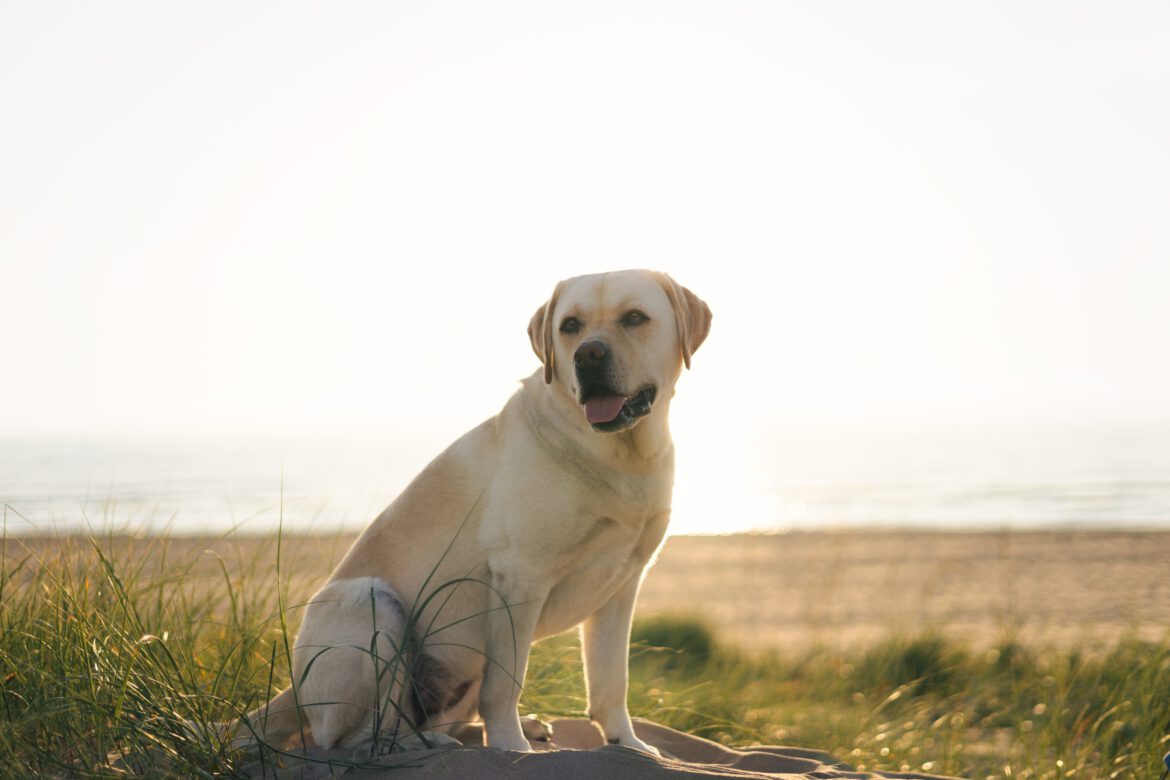 Tips voor een hondenfotoshoot op het strand.